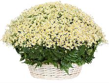 Цветочная композиция из Ромашки в корзине #REPLACE_PRED# Армянске